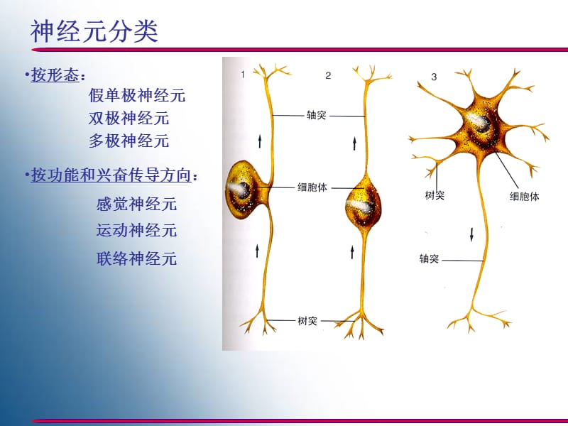 [临床医学]神经系统概要、脊髓和脑干.ppt_第2页