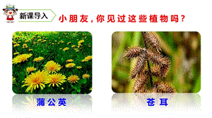 二年级上册语文课件－第一单元3 植物妈妈有办法 ｜人教（部编版） (共48张PPT).ppt