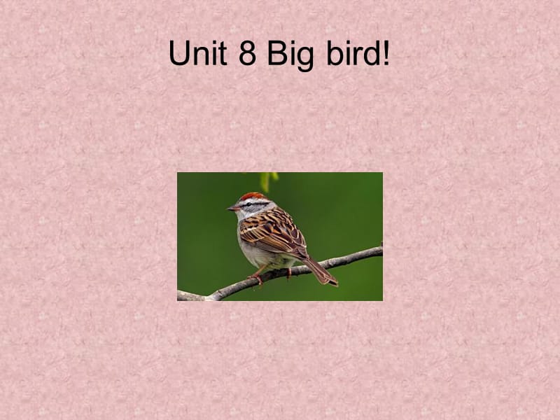 三年级下册英语课件-Unit 8 Big bird 北师大版（一起） (共19张PPT).ppt_第1页