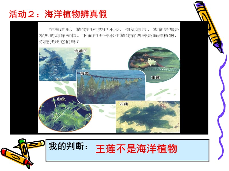 三年级下册科学课件-《12 海洋生物》｜粤科版 (共20张PPT).ppt_第3页