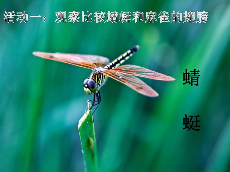 三年级下册科学课件-《8 蜻蜓与麻雀》｜粤科版 (共17张PPT).ppt_第2页