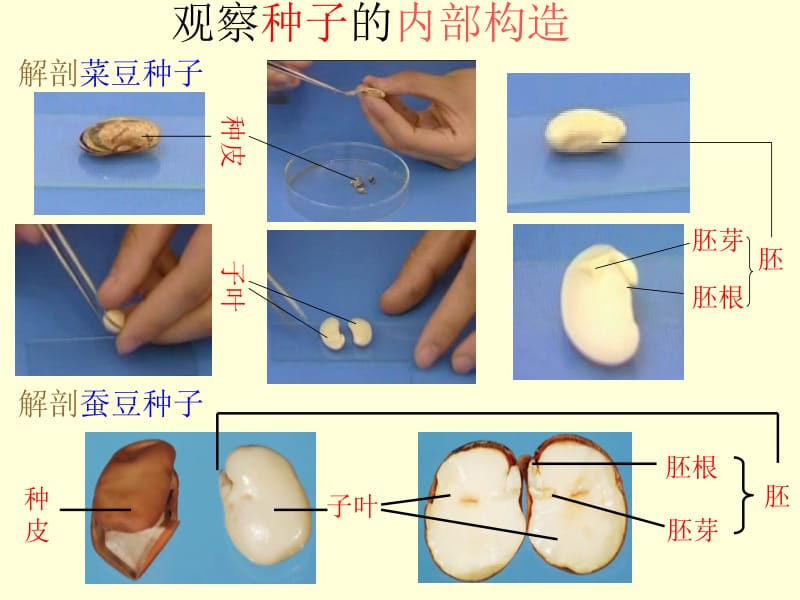 三年级下册科学科课件－《植物的种子》｜苏教版 (共11张PPT).ppt_第3页