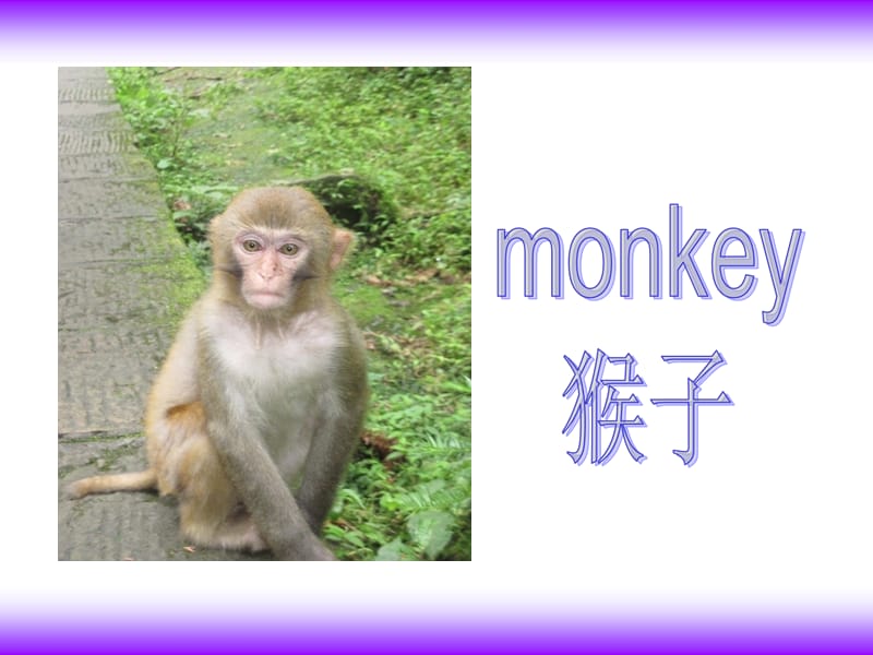 三年级下册英语课件－Module2 Unit1 They are monkeys.｜外研社（三起） (共27张PPT).ppt_第3页