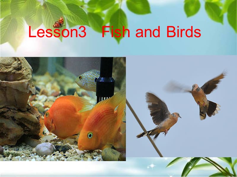 三年级下册英语课件－《Lesson 3 Fish and Birds》｜冀教版（三起） (共24张PPT).ppt_第1页