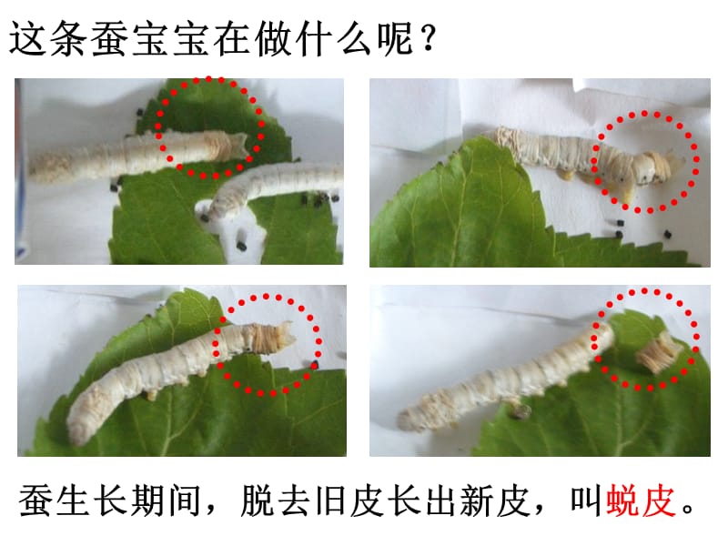 三年级下册科学课件-2.2蚕的生长变化 教科版(共18张PPT).ppt_第3页