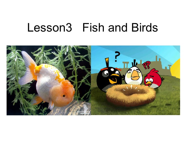 三年级下册英语课件－《Lesson 3 Fish and Birds》｜冀教版（三起） (共21张PPT).ppt_第1页
