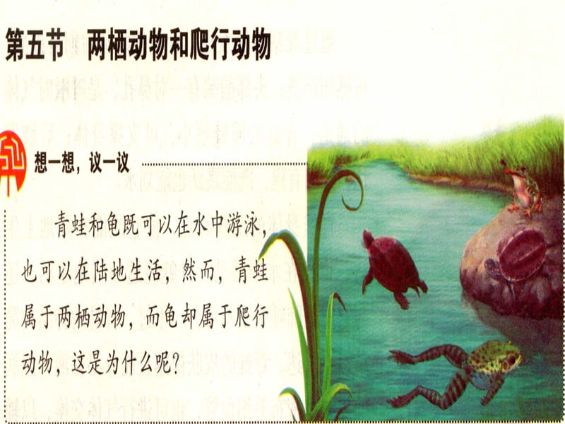 第五节两栖动物和爬行动物.ppt_第1页