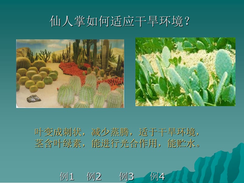 第二节　生物对环境的适应和影响.ppt_第2页