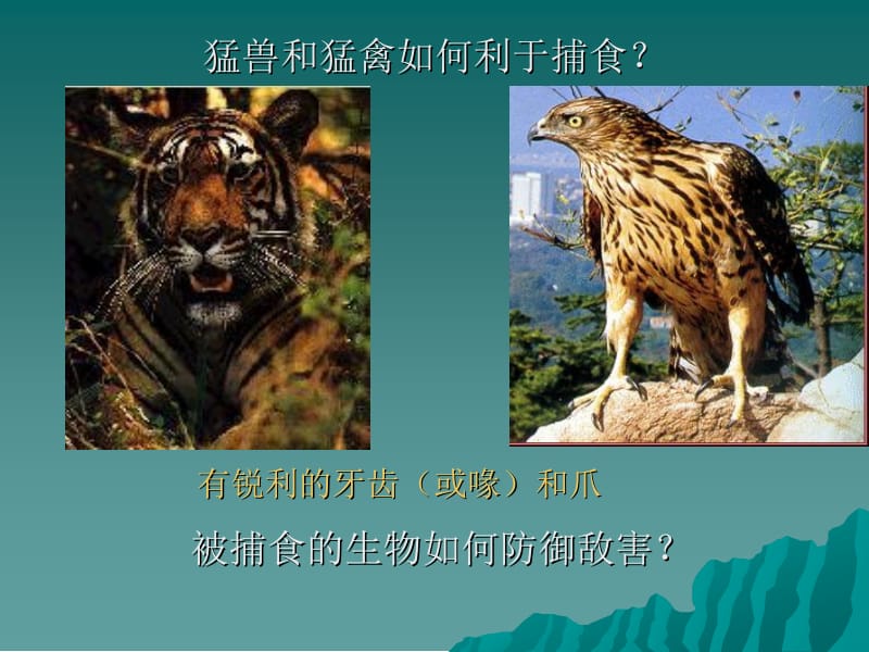 第二节　生物对环境的适应和影响.ppt_第3页