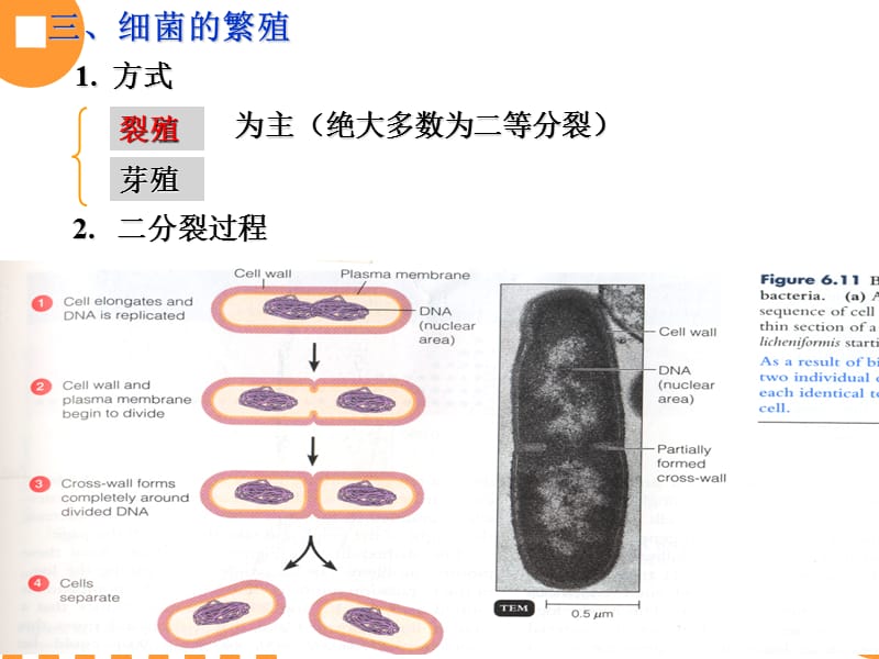 [农学]原核生物的.ppt_第2页