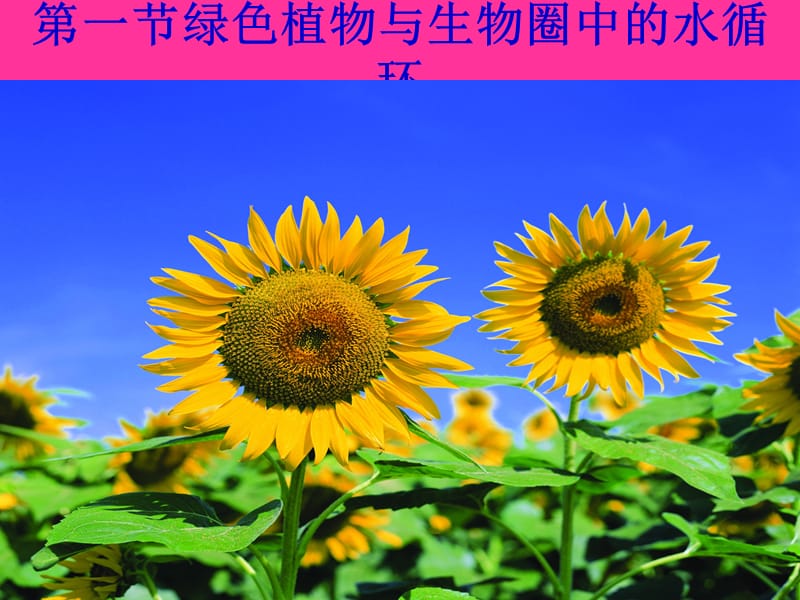 18.1绿色植物与生物圈中的水循环.ppt_第2页