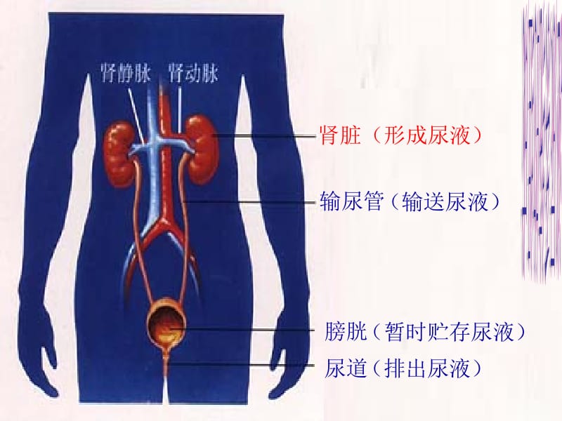 第五章第1节尿的形成和排出2.ppt_第3页