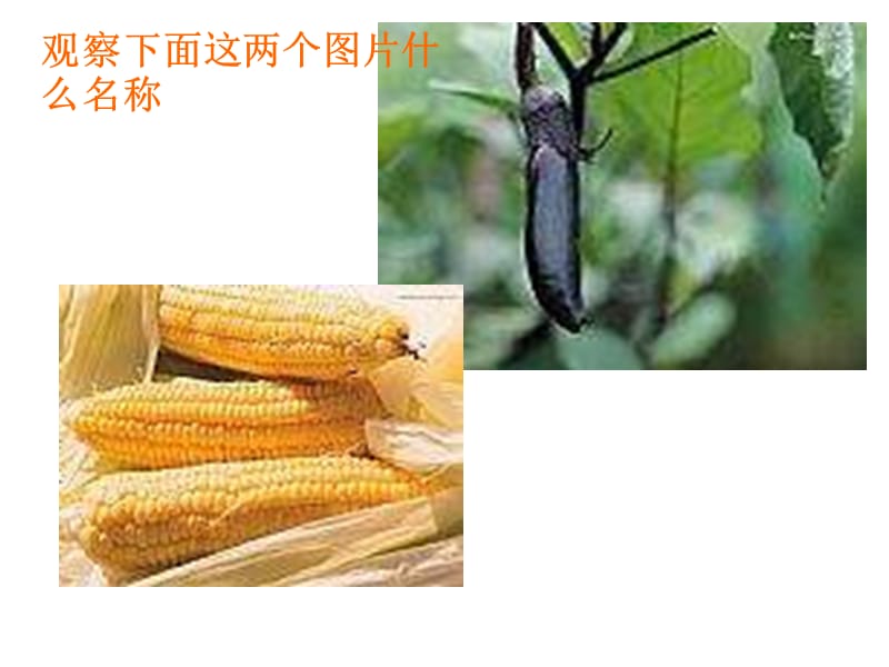 （人教新课标）二年级语文课件　植物妈妈有办法1.ppt_第2页