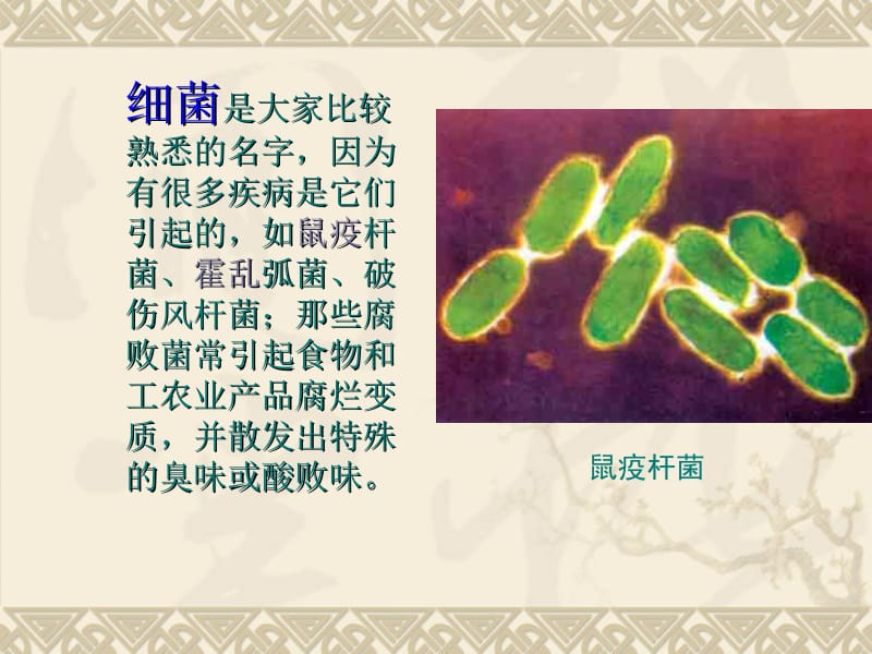 第二节_细菌.ppt_第2页