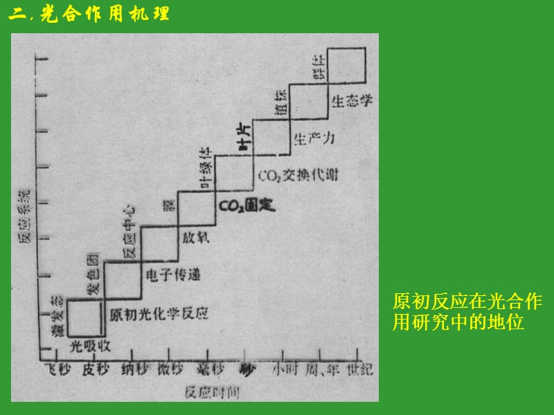 [农学]光合机理1.ppt_第1页