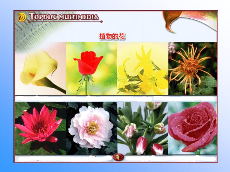 第三节开花结果.ppt_第1页