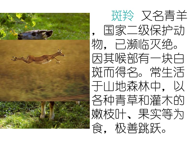 斑羚飞渡ppt课件.ppt_第2页