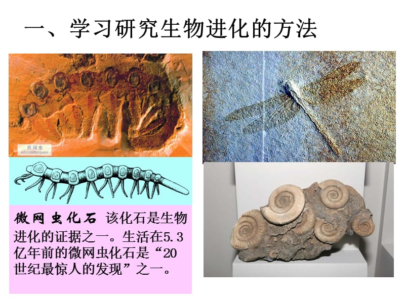 第二节生物进化的历程.ppt_第3页