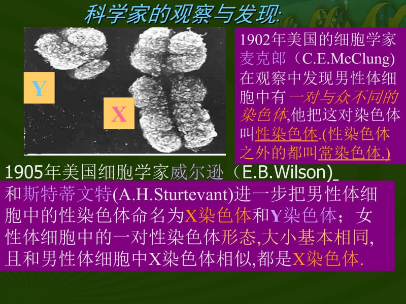 第四节人的性别遗传教学课件.ppt_第2页