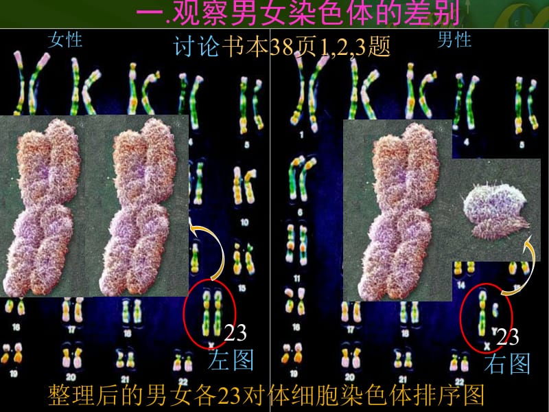 第四节人的性别遗传教学课件.ppt_第3页