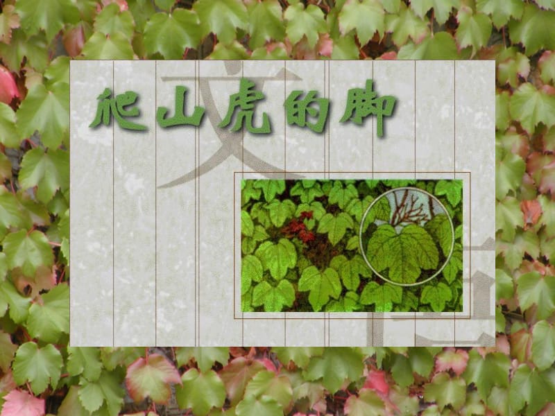 6爬山虎的脚.ppt_第3页