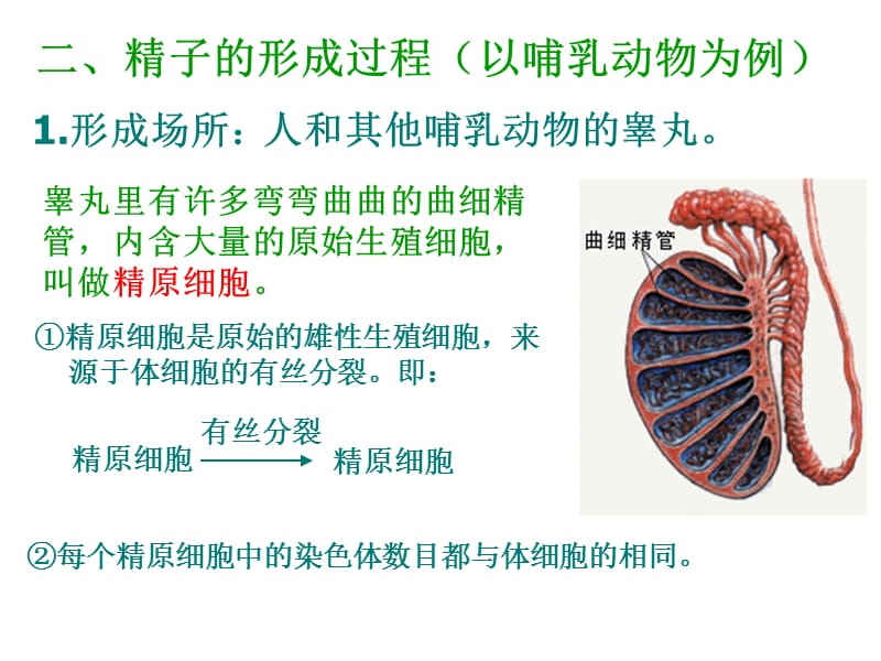 2.1《减数分裂和受精作用》课件5.ppt_第3页