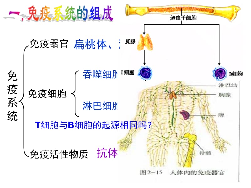 2.4《免疫调节》课件骆丽花.ppt_第3页