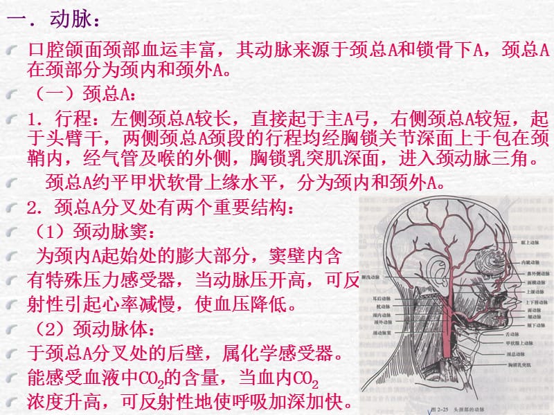 口解血管 ppt课件.ppt_第2页