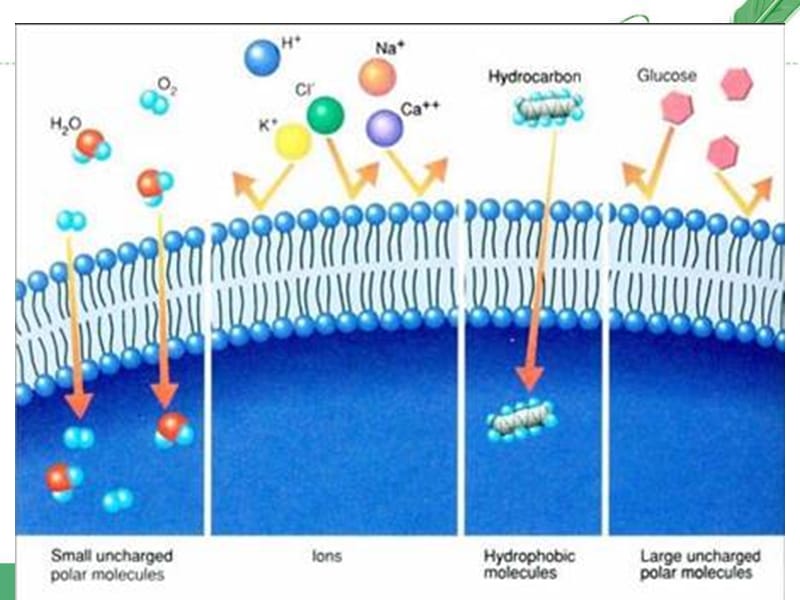 4.1物质跨膜运输的实例-.ppt_第1页