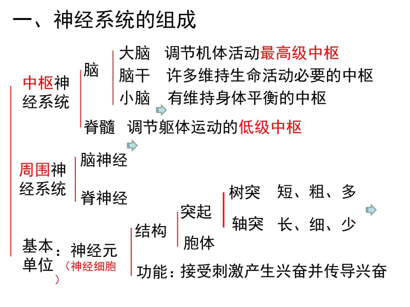 2.1通过神经系统的调节.ppt_第3页