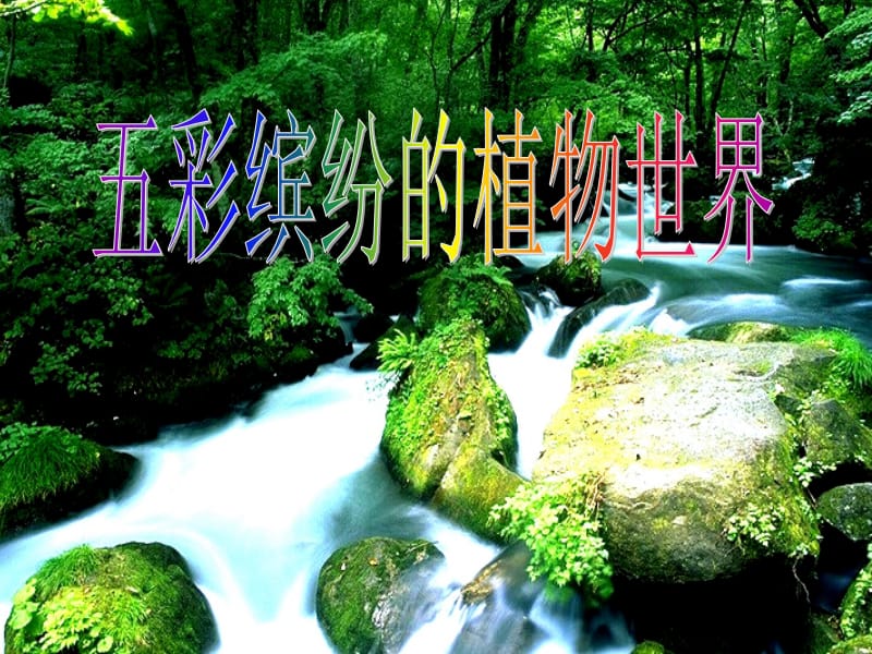 五彩缤纷的植物世界.ppt_第2页