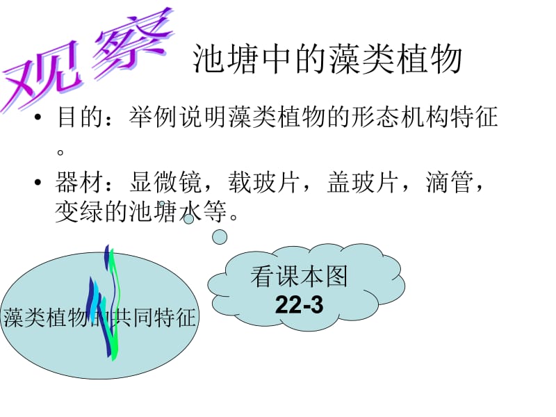 五彩缤纷的植物世界.ppt_第3页