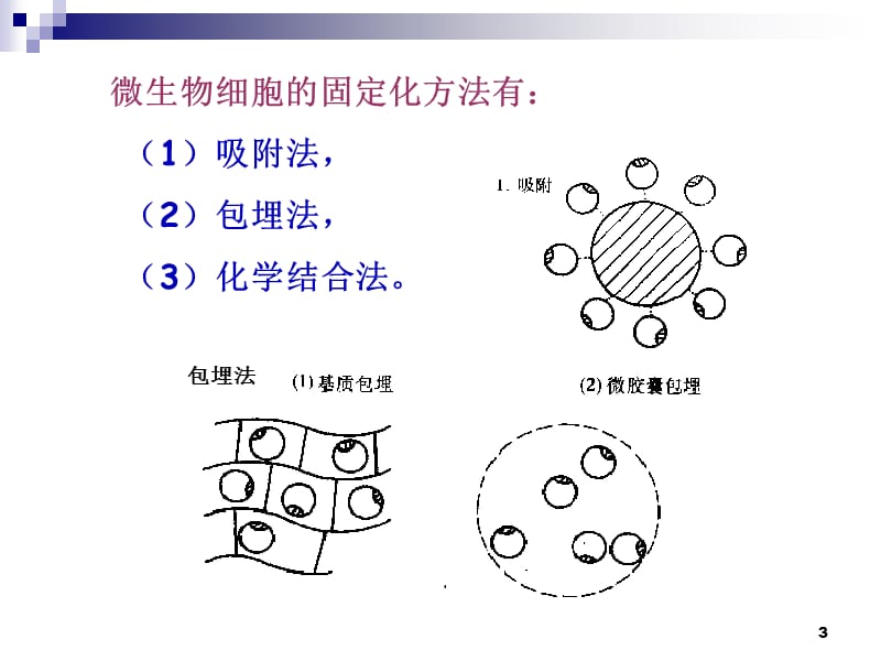 4.3《酵母细胞的固定化》课件古振宣.ppt_第3页