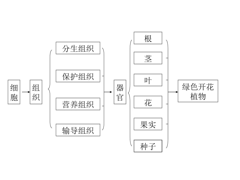 人体的结构层次.ppt_第2页