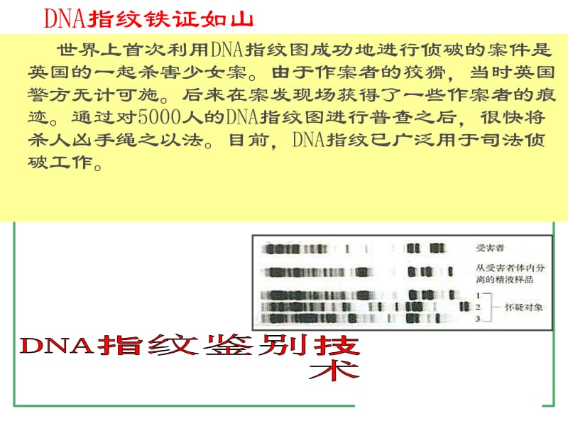 2.3遗传信息的携带者核酸.ppt_第2页