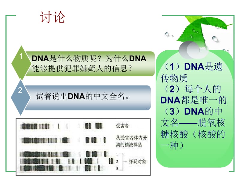 2.3遗传信息的携带者核酸.ppt_第3页