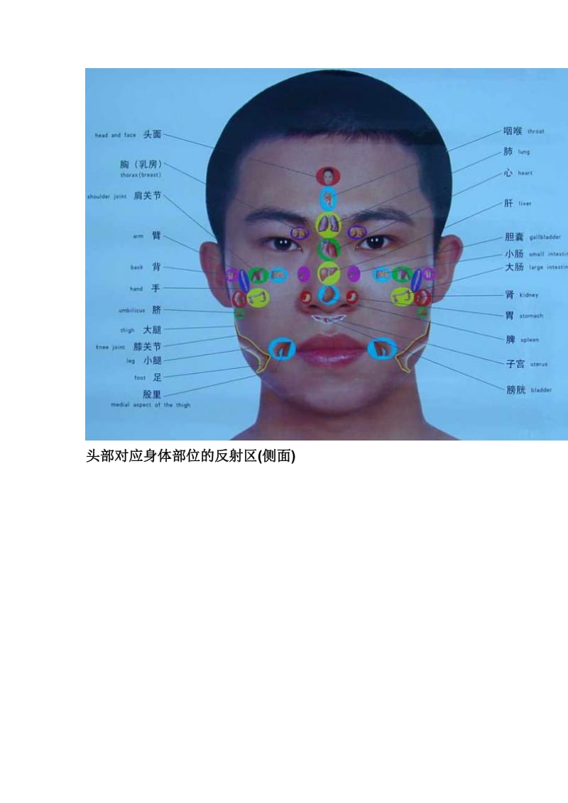 头部对应身体部位的反射区..doc_第2页