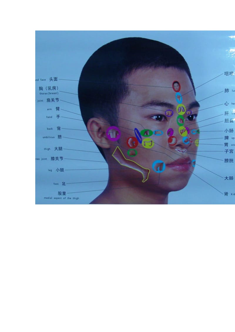 头部对应身体部位的反射区..doc_第3页