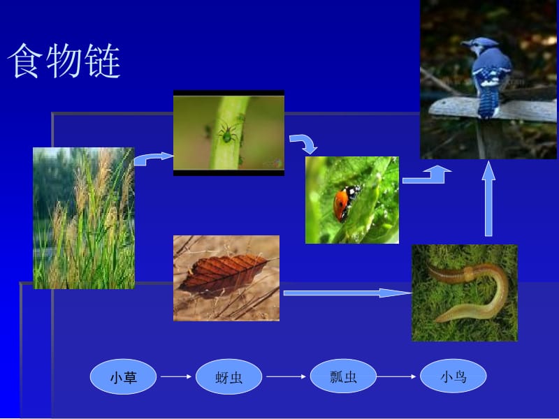 五年级上册科学课件－1.8维护生态平衡 ｜教科版 (共9张PPT).ppt_第2页