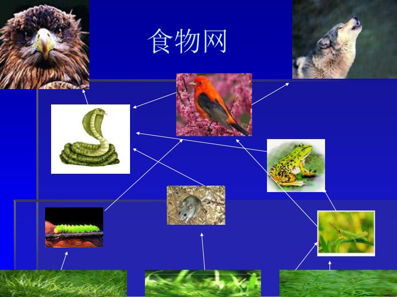 五年级上册科学课件－1.8维护生态平衡 ｜教科版 (共9张PPT).ppt_第3页