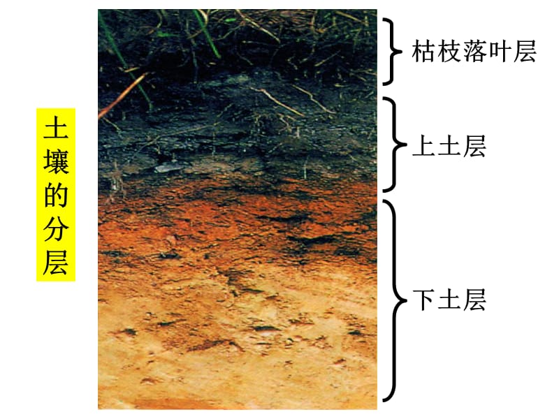 五年级上册科学课件－3.4土壤中有什么 ｜教科版 (共31张PPT).ppt_第3页