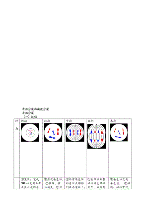 高中生物必修二减数分裂详尽分析.doc