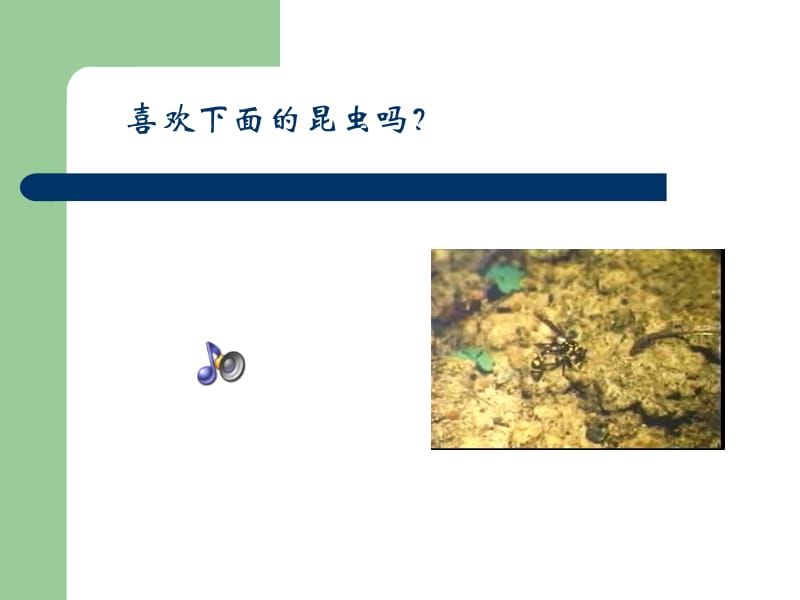 5装满昆虫的衣袋.ppt_第2页