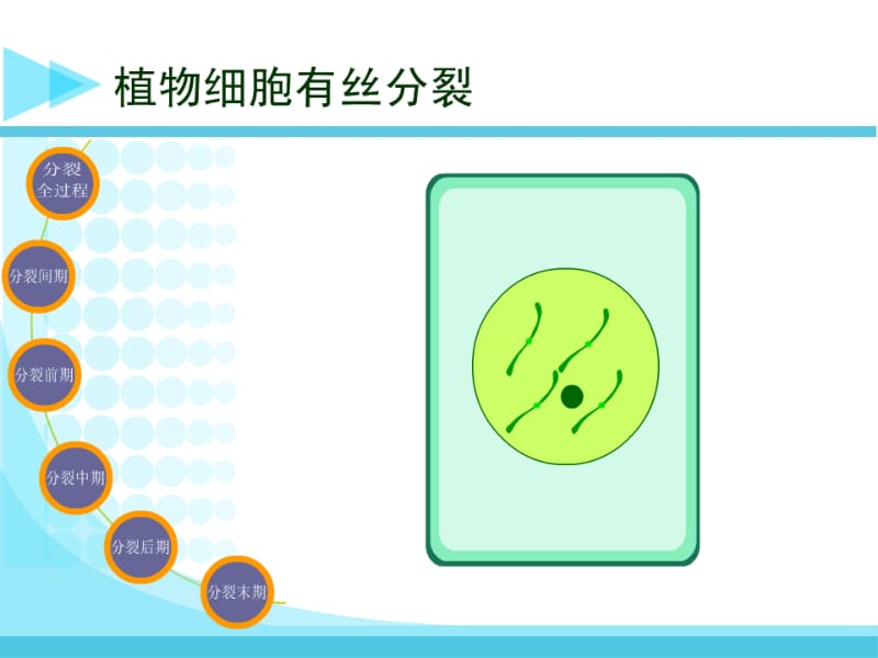 减数分裂受精作用（课件）.ppt_第2页