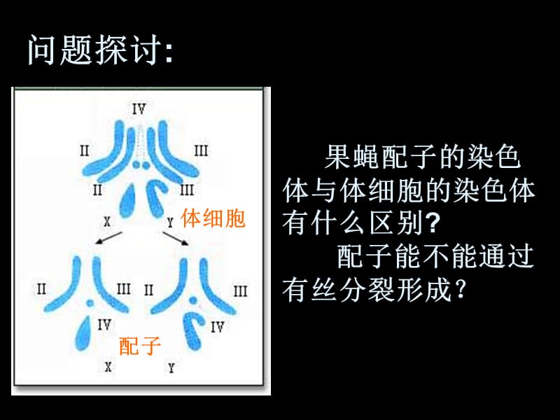 基因和染色体的关系（减数分裂和受精作用）.ppt_第2页