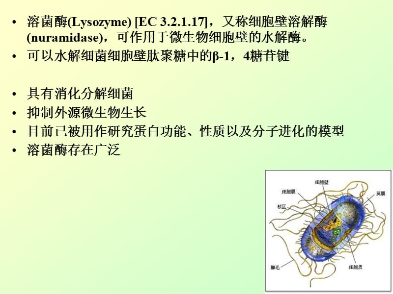 溶菌酶知识.ppt_第2页