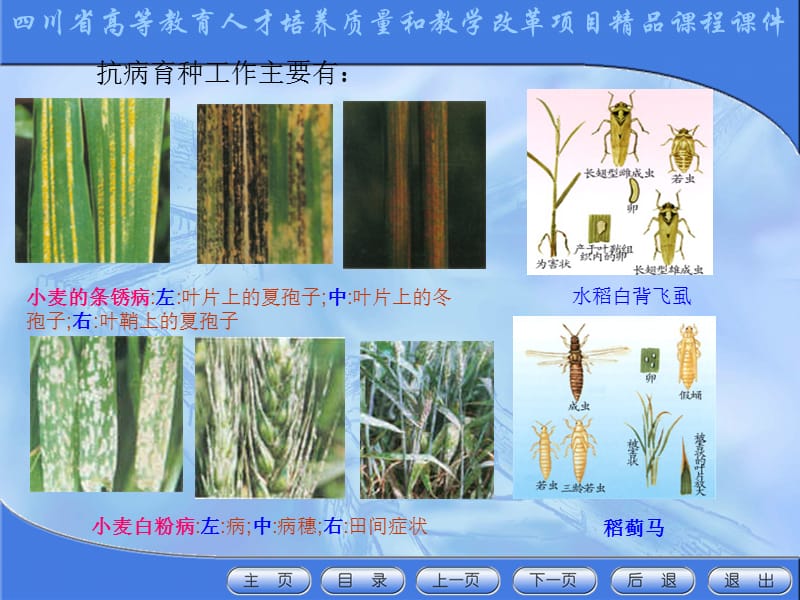 作物抗病育种.ppt_第3页