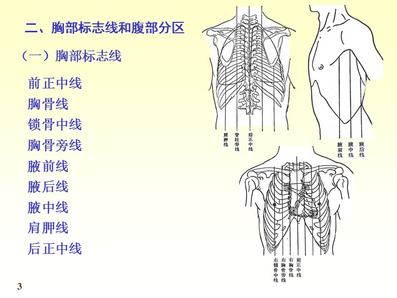 内脏学总论.ppt_第3页