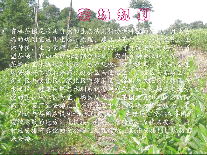 如何建设有机茶基地.ppt_第2页