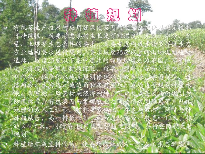 如何建设有机茶基地.ppt_第3页